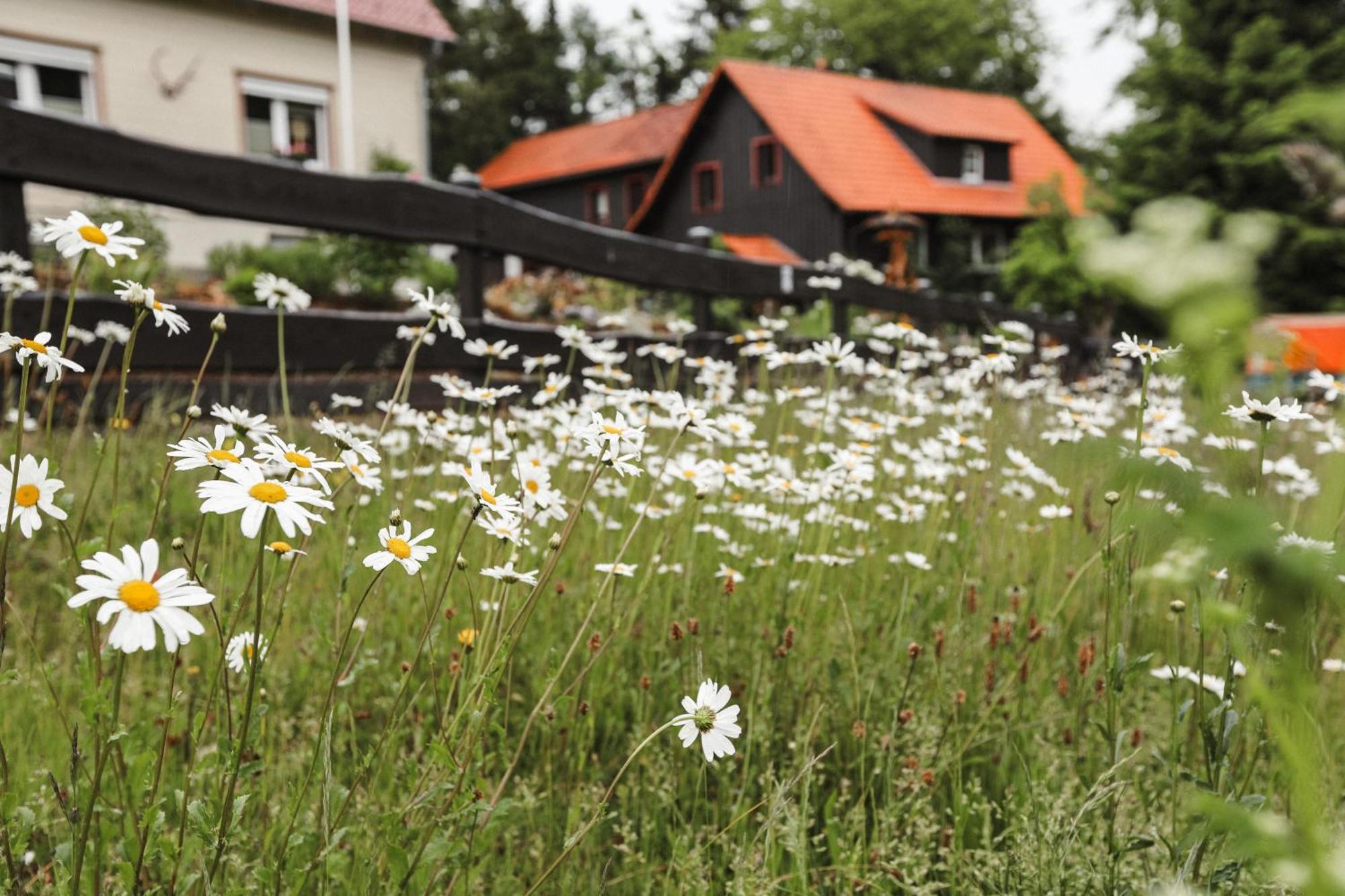 Terrassenhaus Im Harz, Pool, Sauna, Wlan Braunlage Zewnętrze zdjęcie